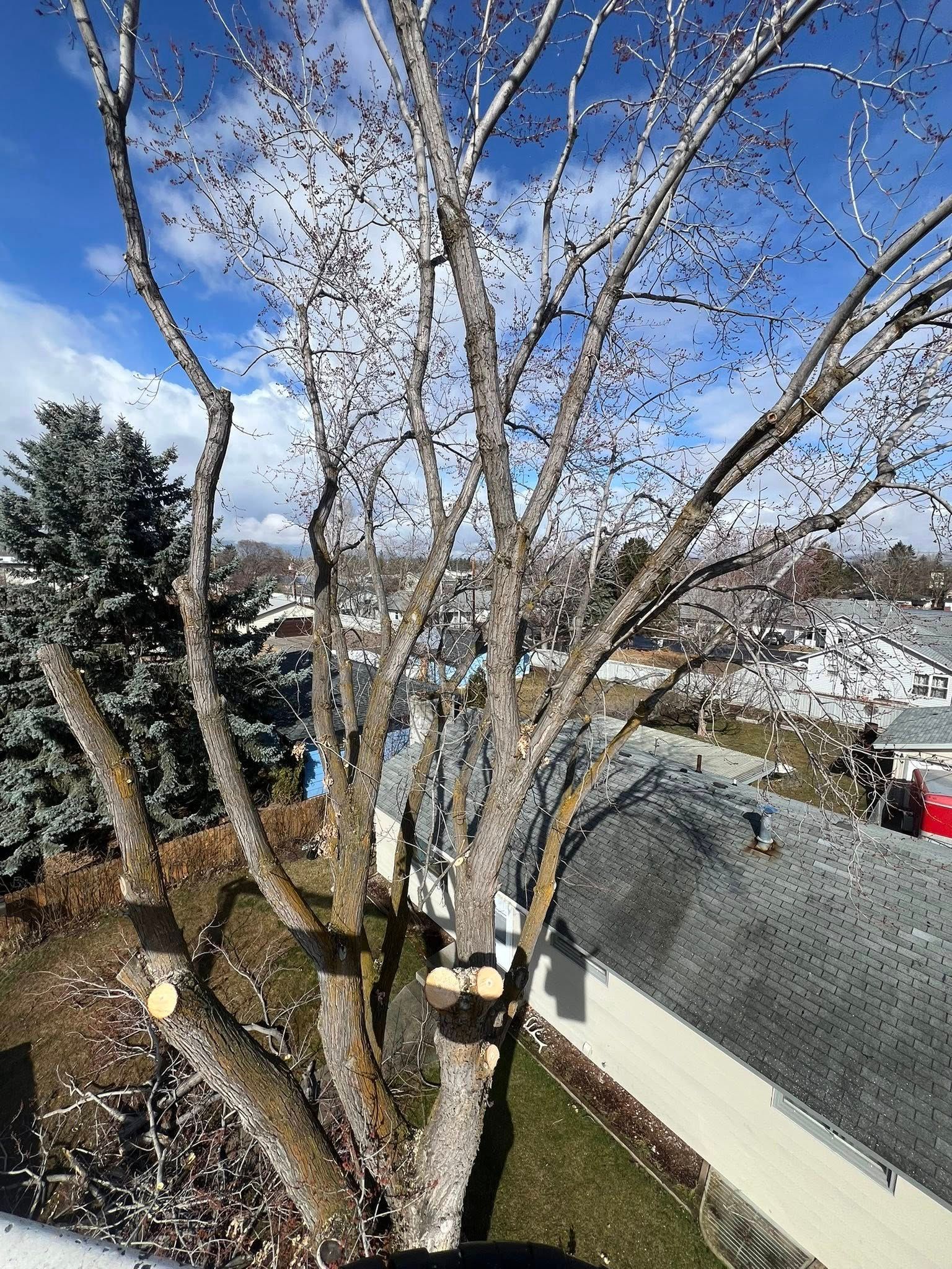 A tree with many pruned branches against a partly cloudy blue sky. Houses and other trees are visible in the background.
