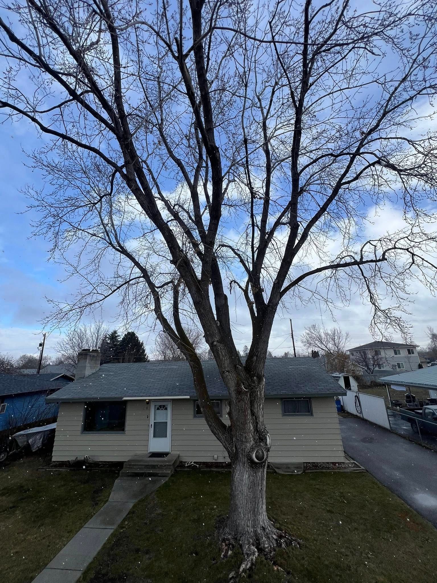 A bare-branched tree stands in front of a small house with a light-colored facade and gray roof against a cloudy blue sky.