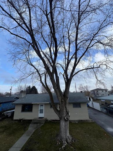 A bare tree in front of a beige house with a light blue sky in the background. A sidewalk leads to the front door.