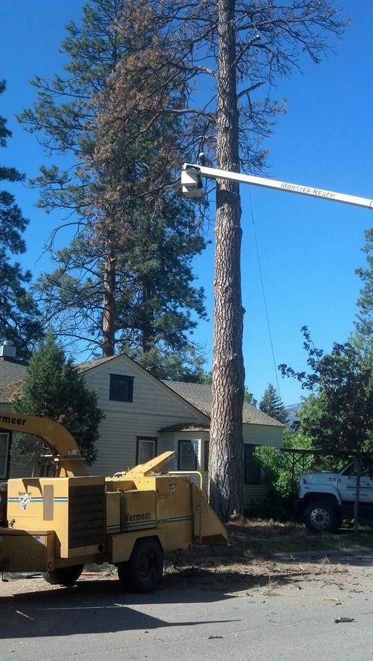 Tree being trimmed by a worker in a bucket lift next to a wood chipper and a house on a sunny day.