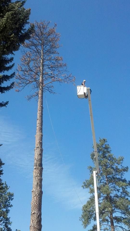 A tall, dead tree being trimmed by a worker in a lift bucket against a bright blue sky.