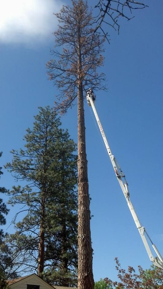 Tall, dead tree being trimmed by a person in a lift against a blue sky.  A healthy tree and a small roof are also visible.