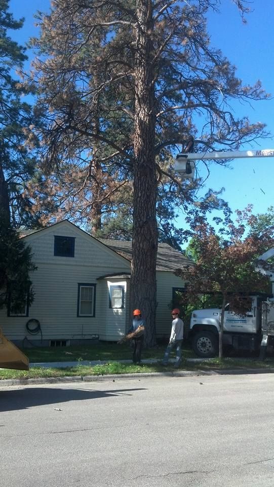 Two tree service workers near a tall tree next to a small house. The tree has significant dead branches.