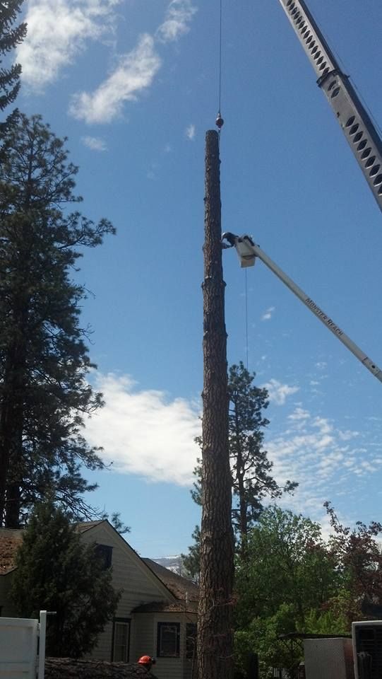 A tall tree trunk is being lifted by a crane against a blue sky. Another crane and trees are visible in the background.