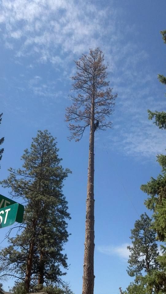 Tall, dead tree reaching towards a blue sky, flanked by green trees and a street sign.