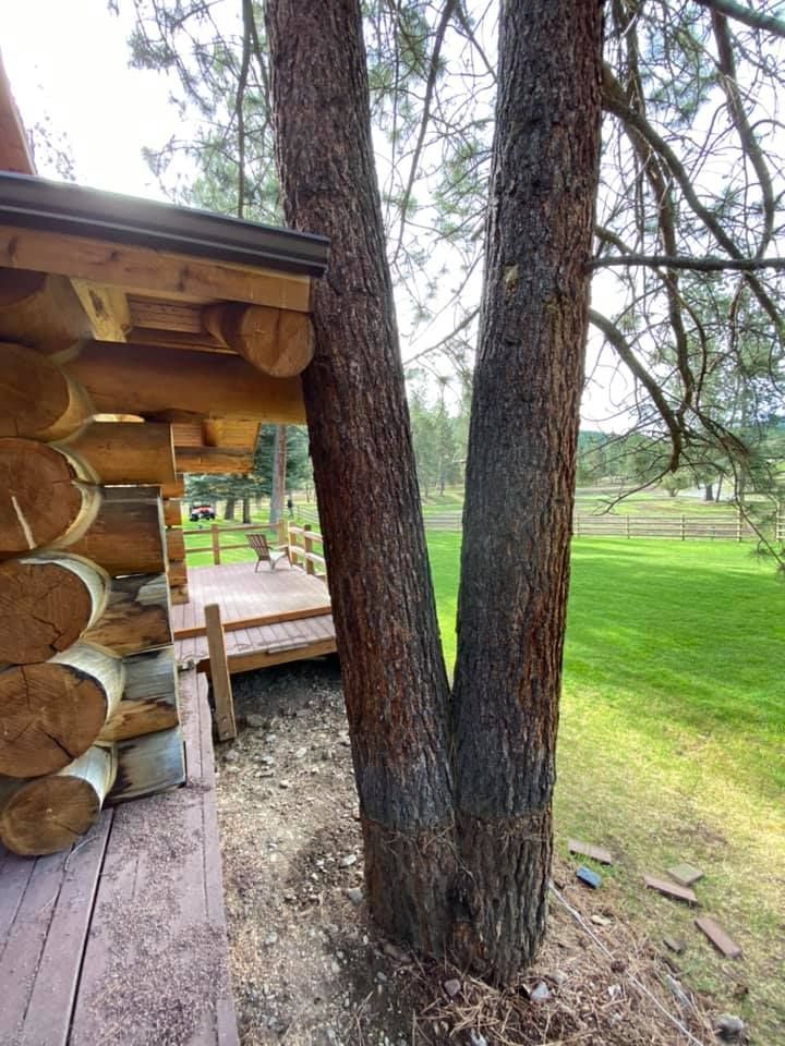 Two trees flank a log cabin deck. The trees' brown trunks are next to the deck and grass lawn, with a glimpse of a wooden fence.