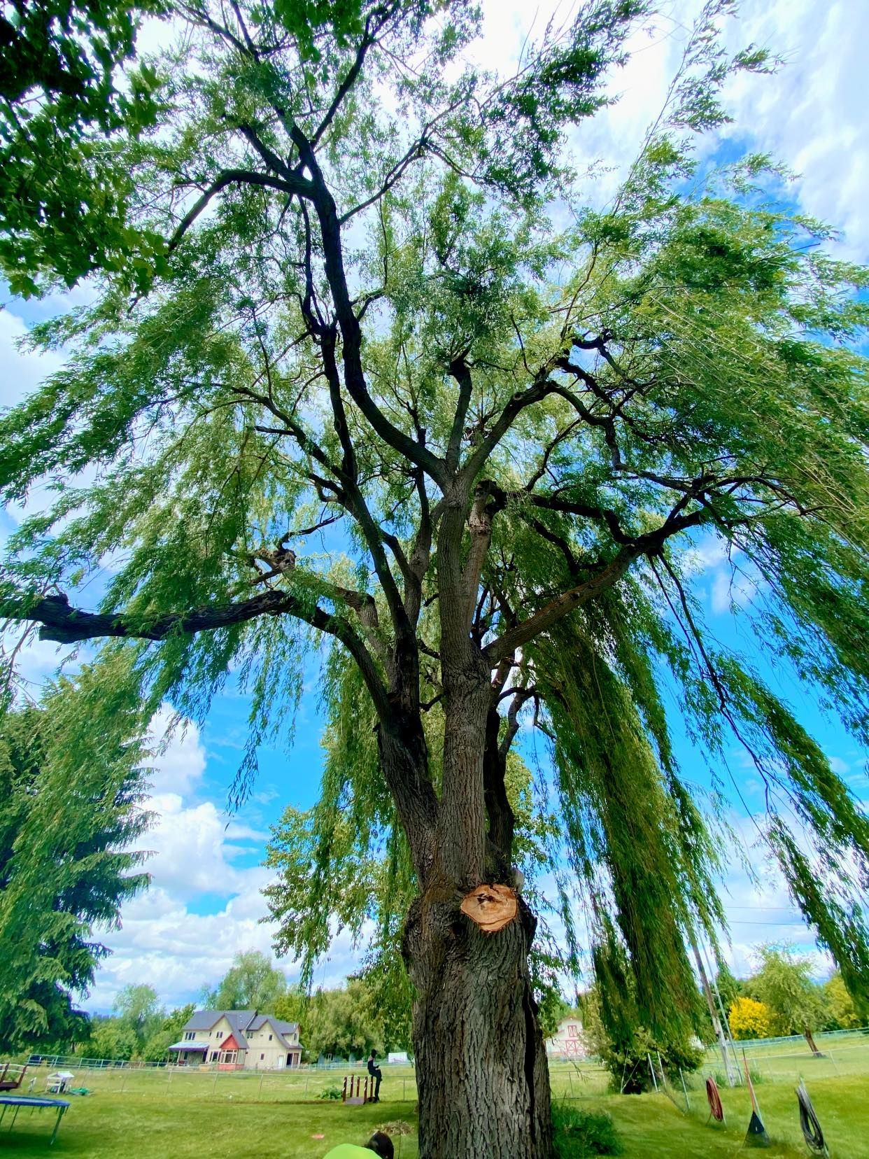 Large weeping willow tree against a blue sky with clouds, in a grassy yard.