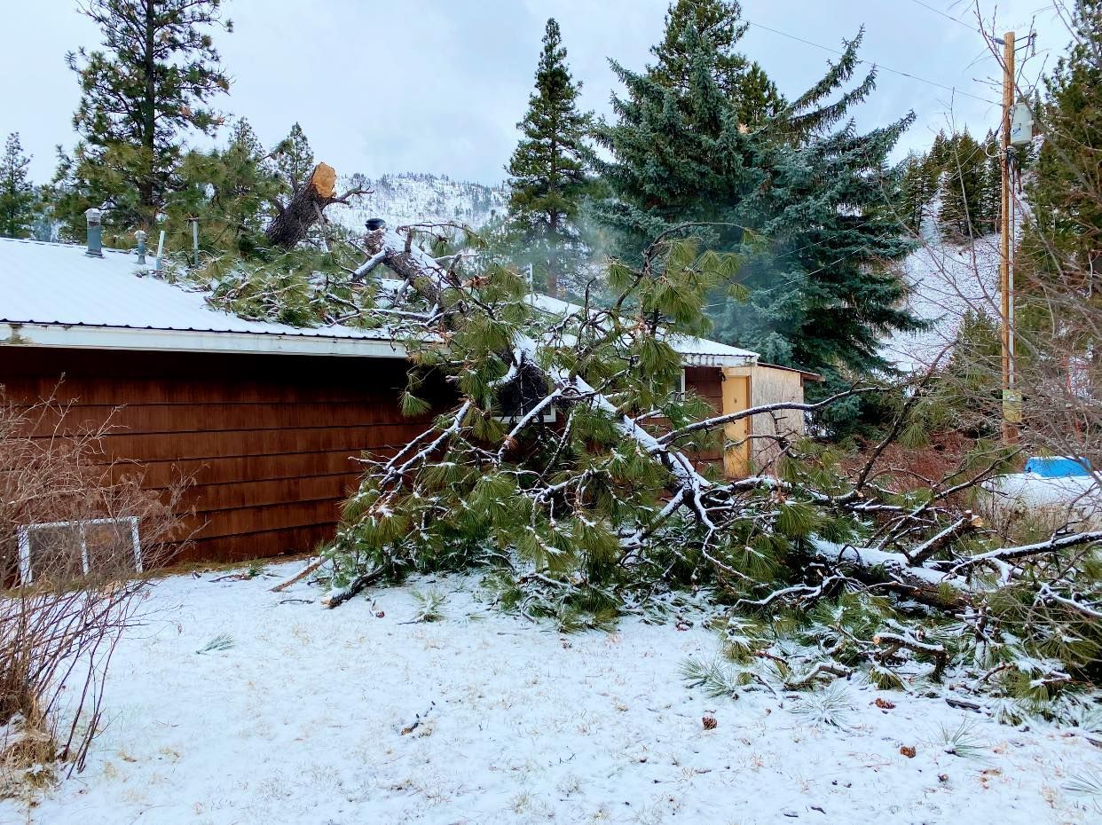 Tree branches on snow-covered roof of a building after storm. Snow on ground, evergreen trees in background.