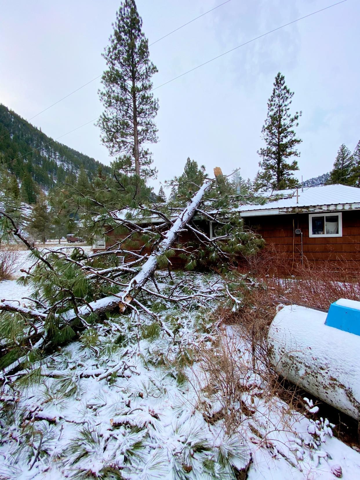 A snow-covered house with a fallen tree across its roof. The branches are green against the white snow, in a mountain setting.