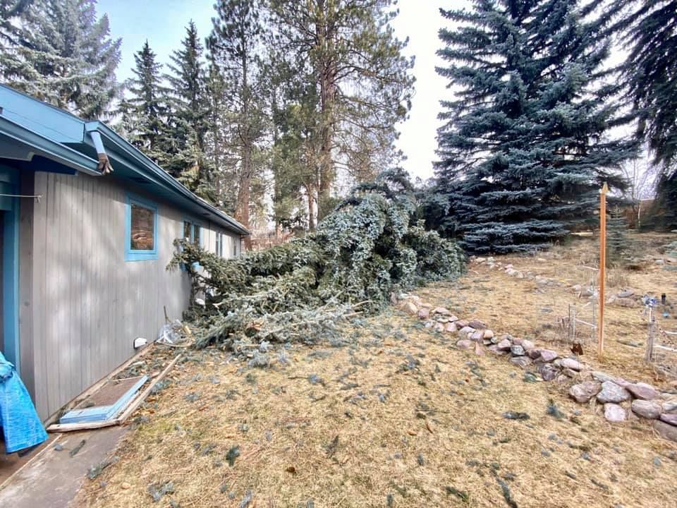 A large fallen evergreen tree blocking a building's side and a low rock wall in a grassy yard. Gray siding and a blue roof are visible.
