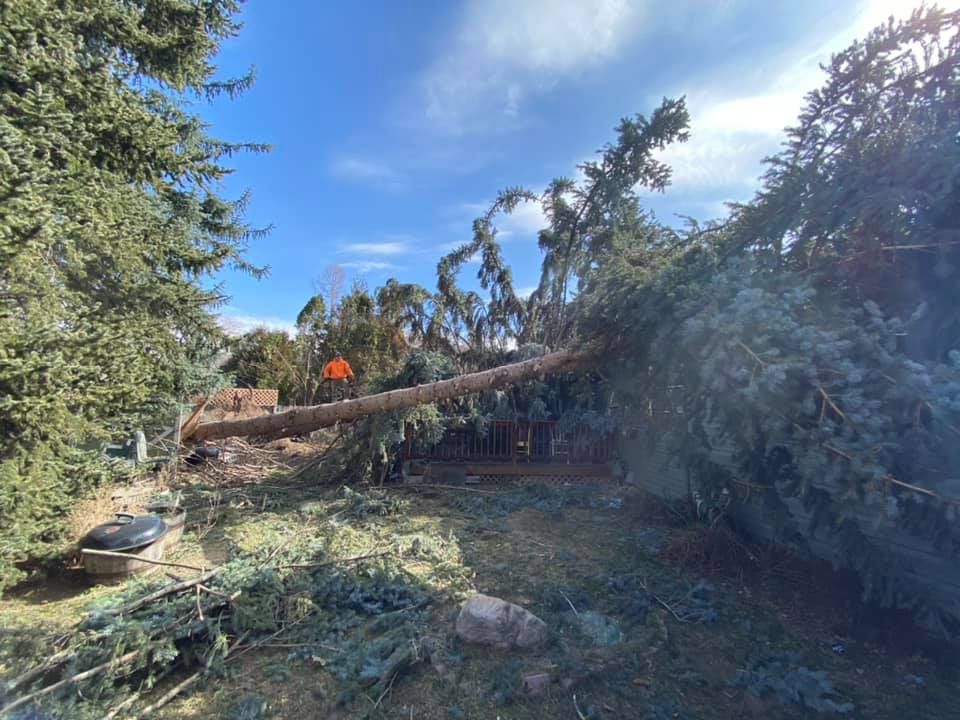 A large tree felled in a yard, with branches and a trunk lying across the grass. Bright blue sky and a person with orange clothing.