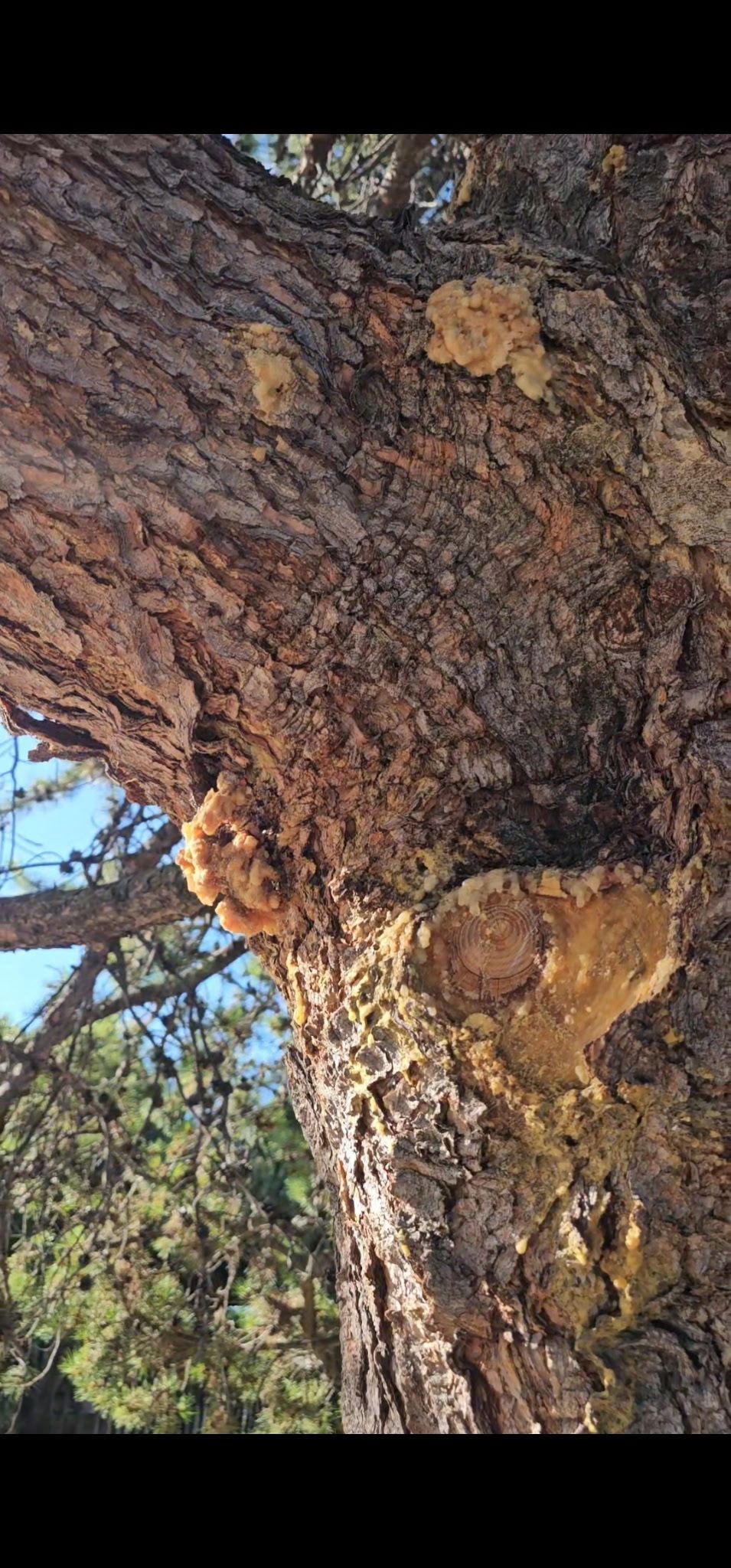 Close-up of a tree trunk with large, amber-colored resin globs and rough, brown bark.