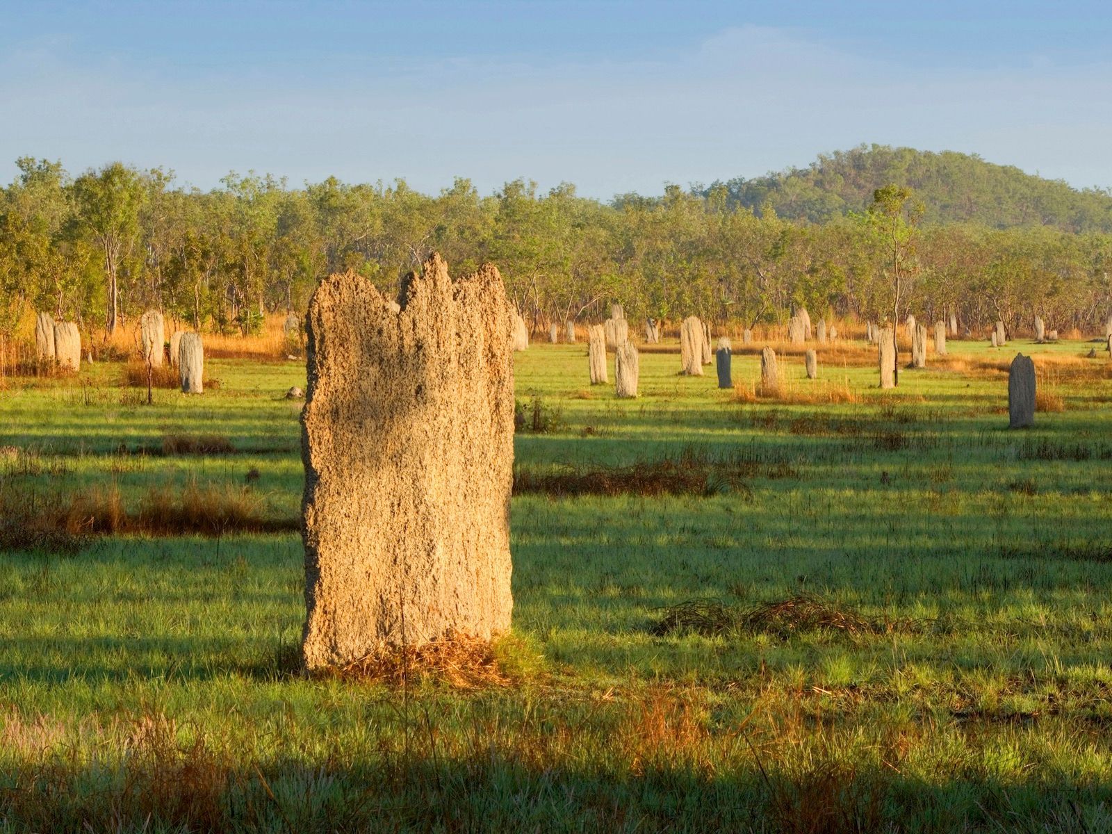 Magnetic Termite Mounds