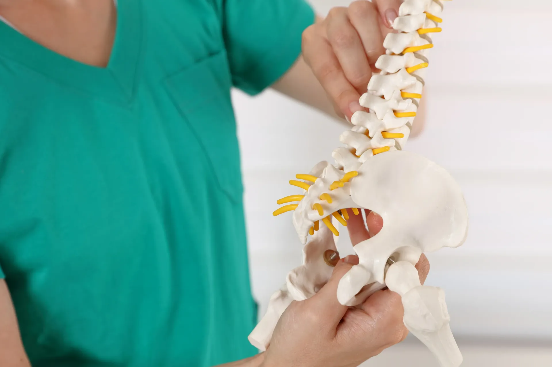 Person in green scrubs holding a model of a spine, showing the vertebrae. — Bourbong Street Physiotherapy Centre in Bundaberg West, QLD