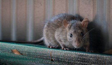 Rodent Control — Close-up On A Rat in Weimar, TX