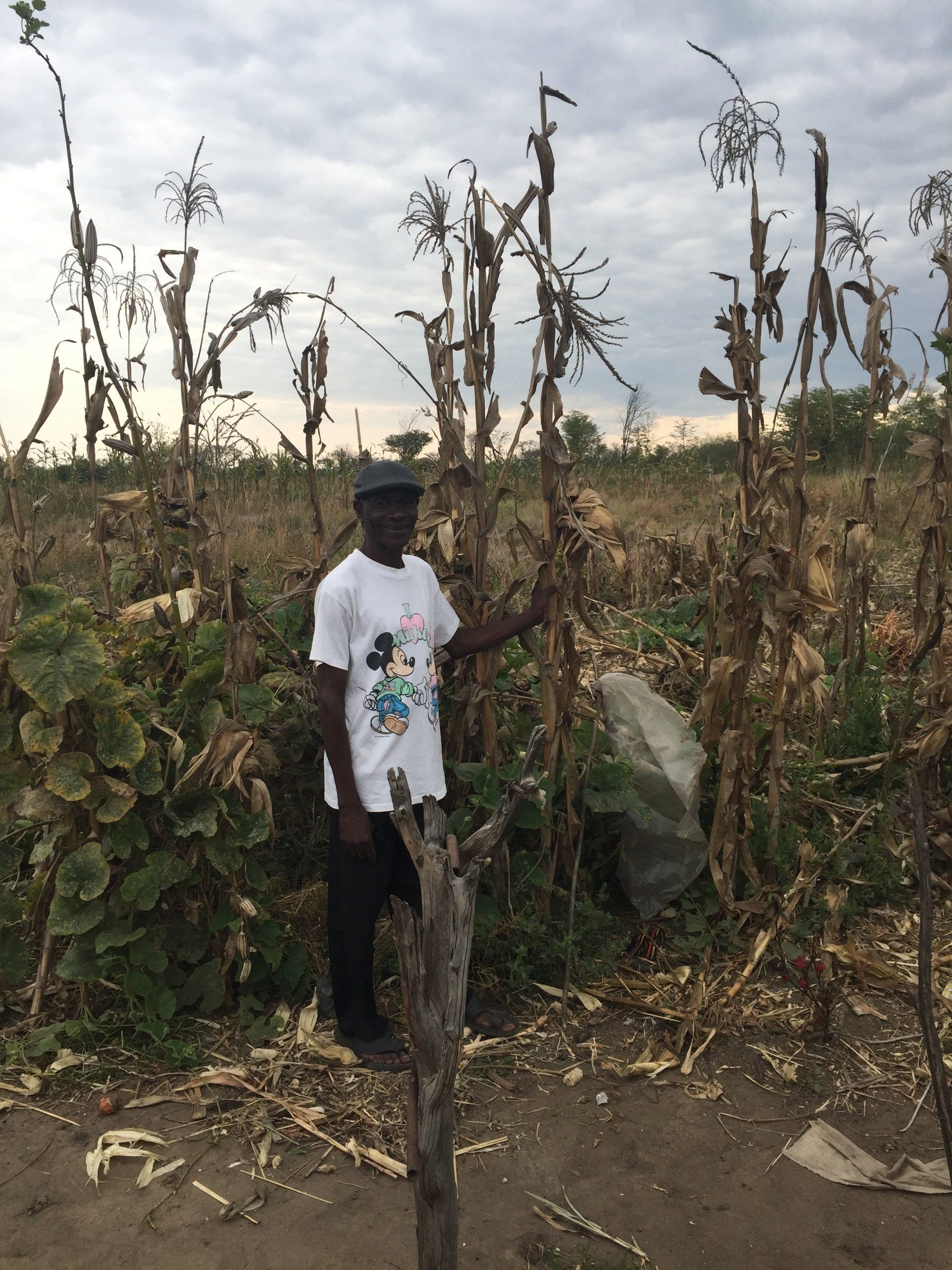 Man in a field of maize