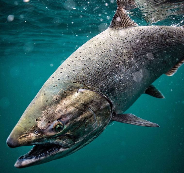 A large fish is swimming in the ocean with its mouth open