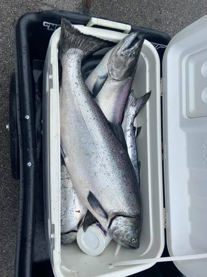 A cooler filled with fish is sitting on the ground
