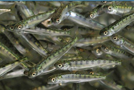 A bunch of small fish are swimming in the water.