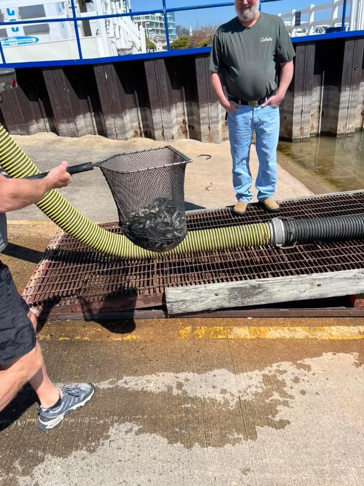 A man is pumping water from a hose into a drain.