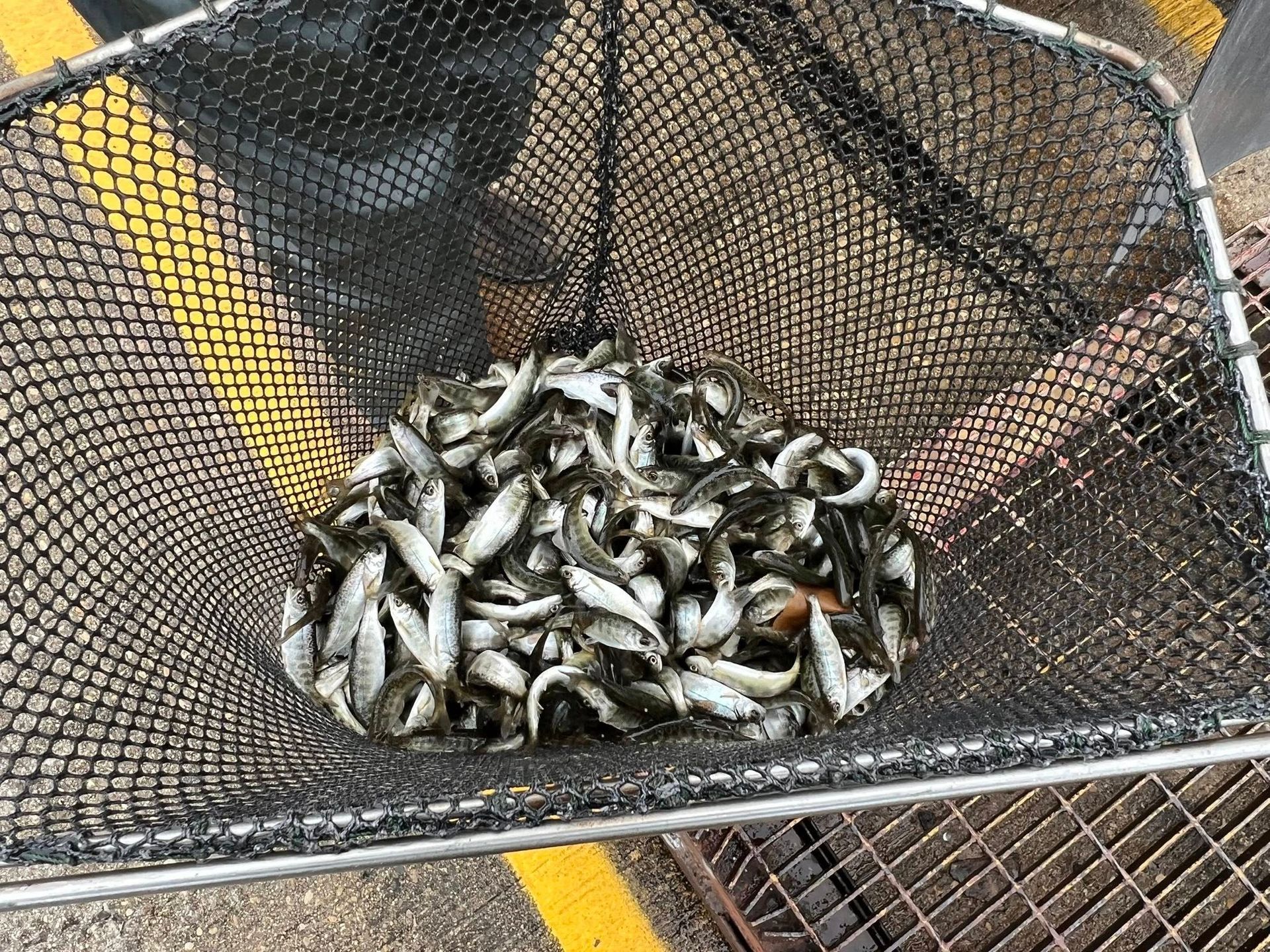 A basket filled with small fish is sitting on top of a metal grate.