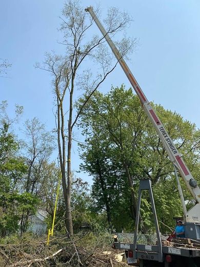 A large tree is being cut down by a crane.