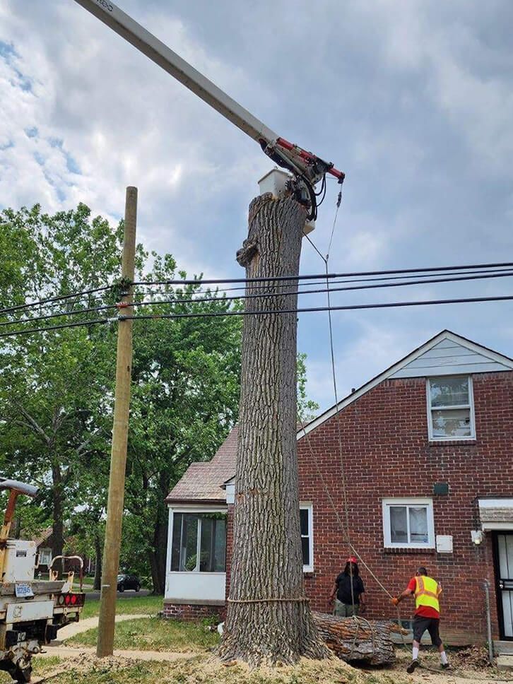 A tree is being cut down by a crane in front of a brick house.