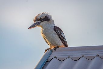 Kookaburra on Colorbond Roof— Colorbond Roofing In Central Coast, NSW