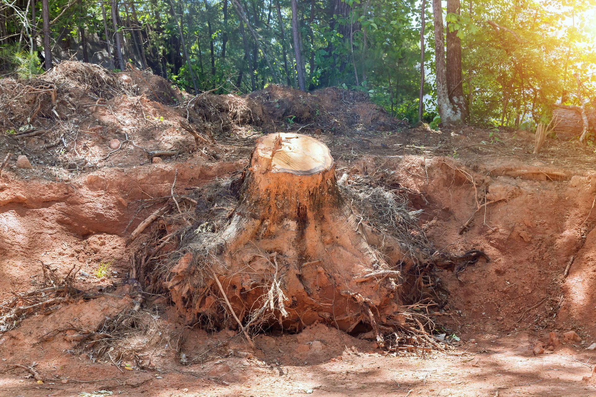 A tree stump is sitting in the middle of a dirt field