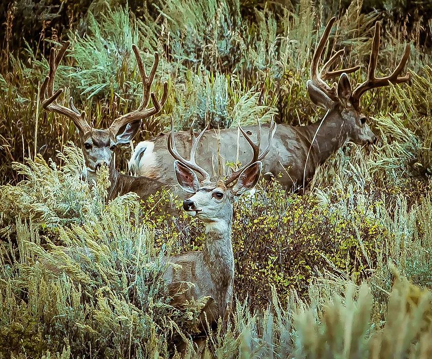 A herd of deer are standing in a field of tall grass.