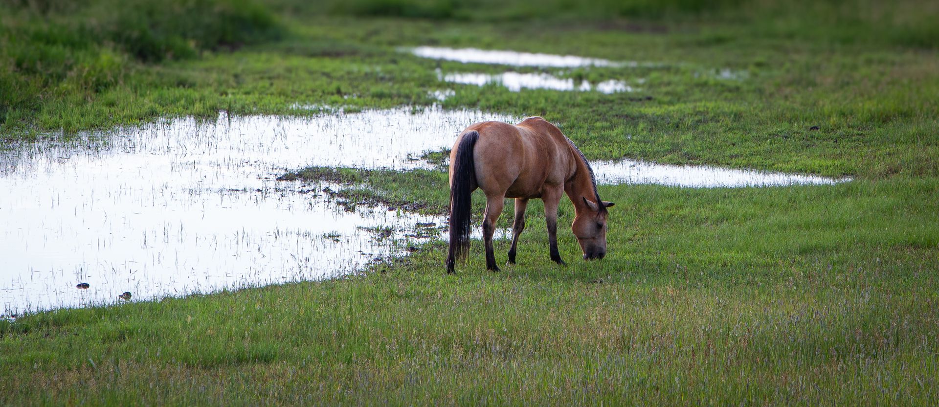 A horse is grazing in a field next to a puddle of water.