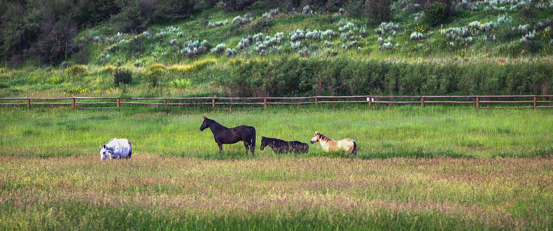 A herd of horses are grazing in a grassy field.