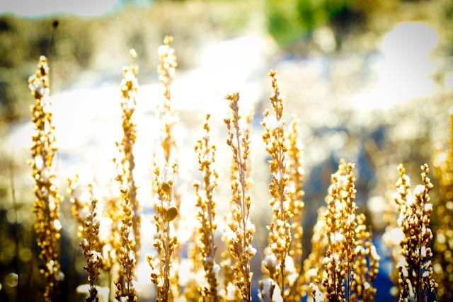 A field of tall grass with the sun shining through them