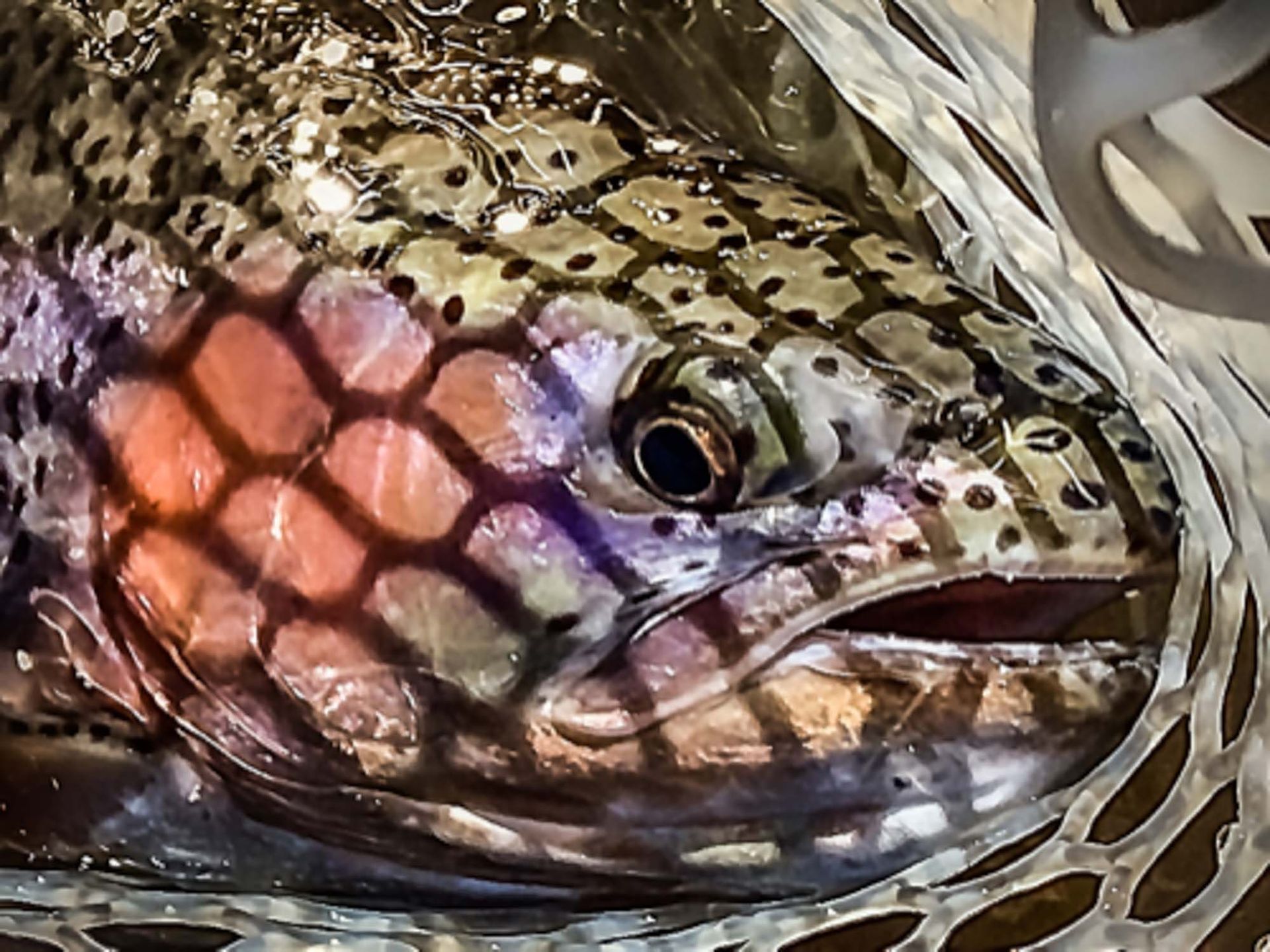 A close up of a fish 's head in a net.