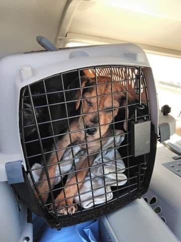 Pup being transported to new owner