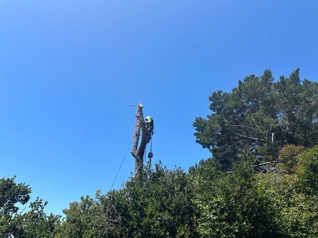 Tree Removal — Hayward, CA —  Oscar Moreno Tree Service