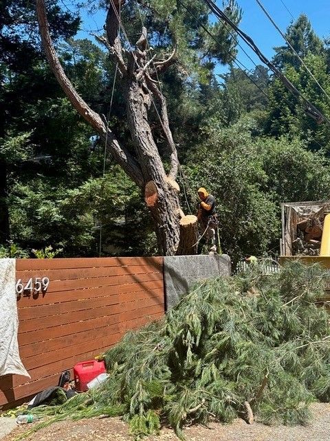 Tree  Removal And Stump Grinding — Hayward, CA —  Oscar Moreno Tree Service