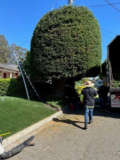 Tree Trimming — Hayward, CA —  Oscar Moreno Tree Service