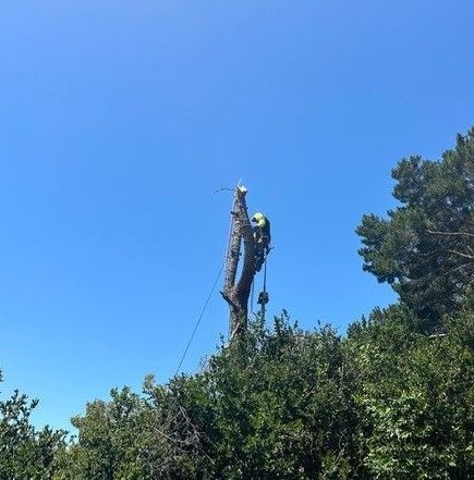 A man is climbing a tree in the middle of a forest.