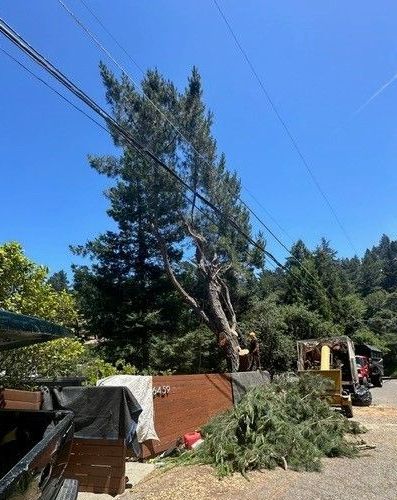 Emergency Tree Service — Hayward, CA —  Oscar Moreno Tree Service