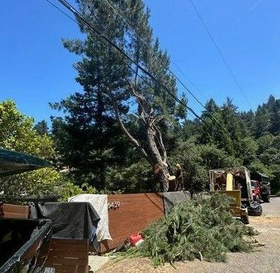 A large pine tree is being removed from a yard.