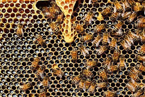 How Honey Bees change  their body temperature