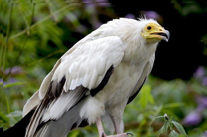 Egyptian Vulture travels long distance to Ireland, measuring distances