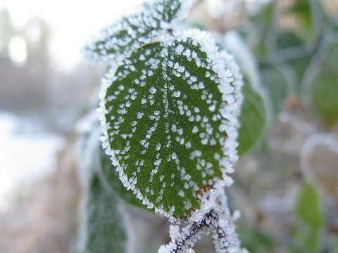 freezing tempertaures