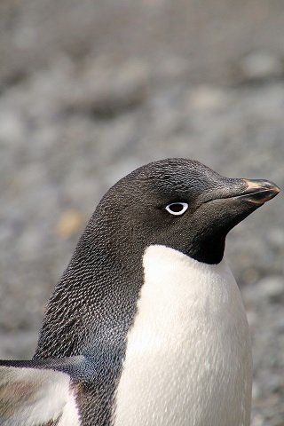Adélie Penguin  lost its way, found on the New Zealand Coast south island