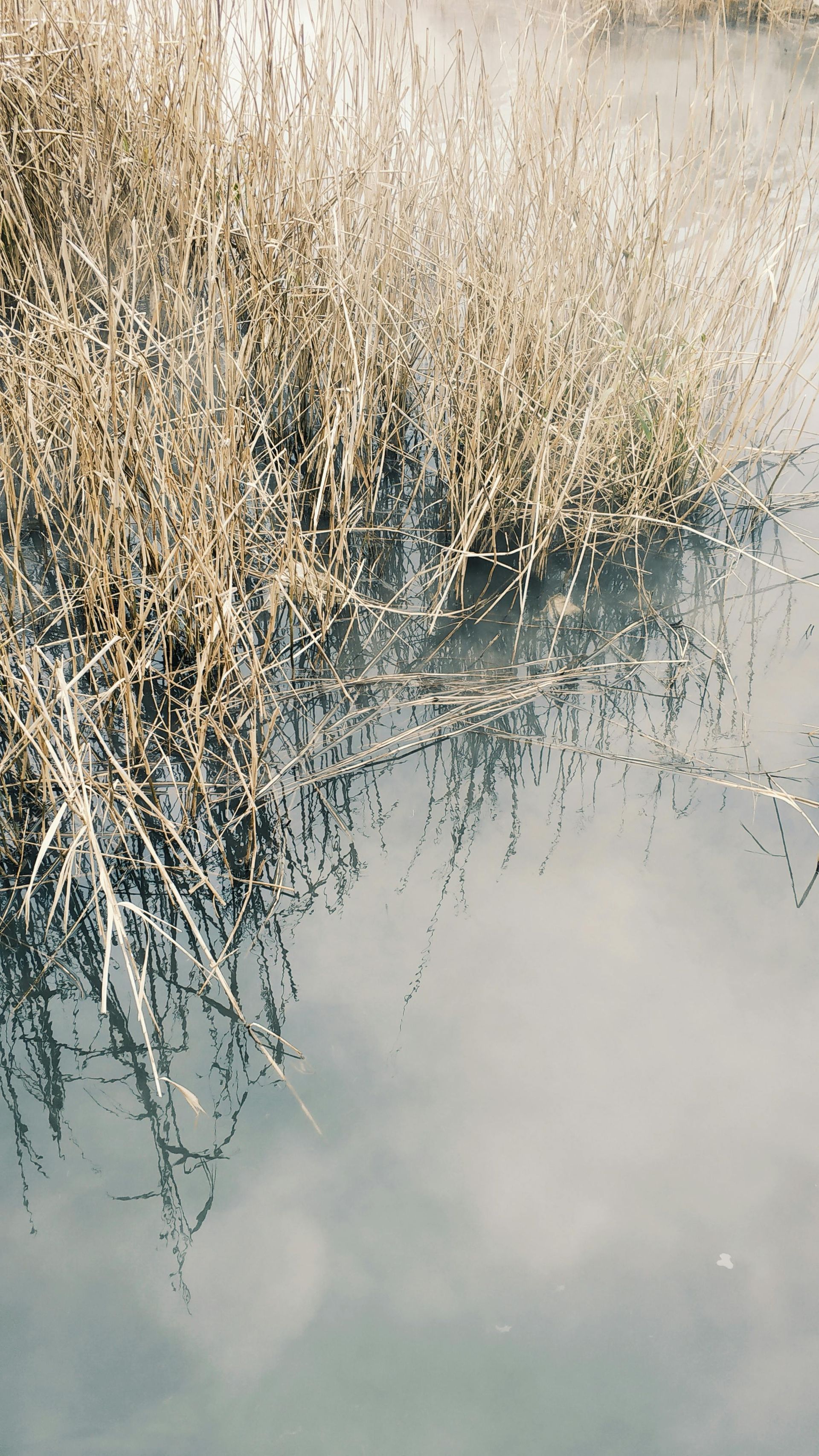 Dissolved Oxygen Meter with dual oxygen modes