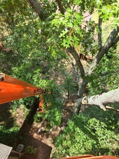 A crane is cutting a tree in a backyard.