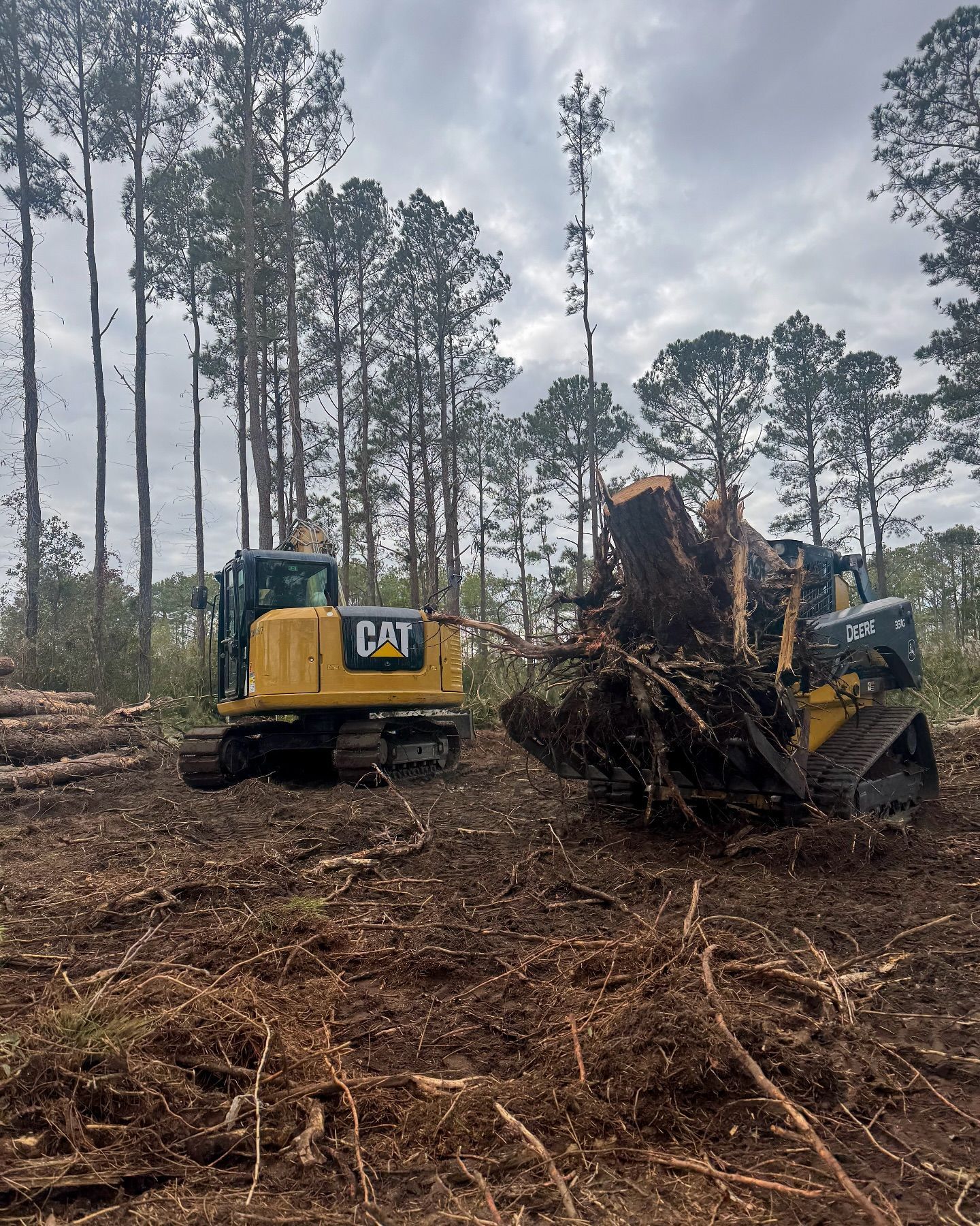 Two yellow Caterpillar construction machines in a clearing, one lifting a tree root. Gray sky, tall trees in the background.
