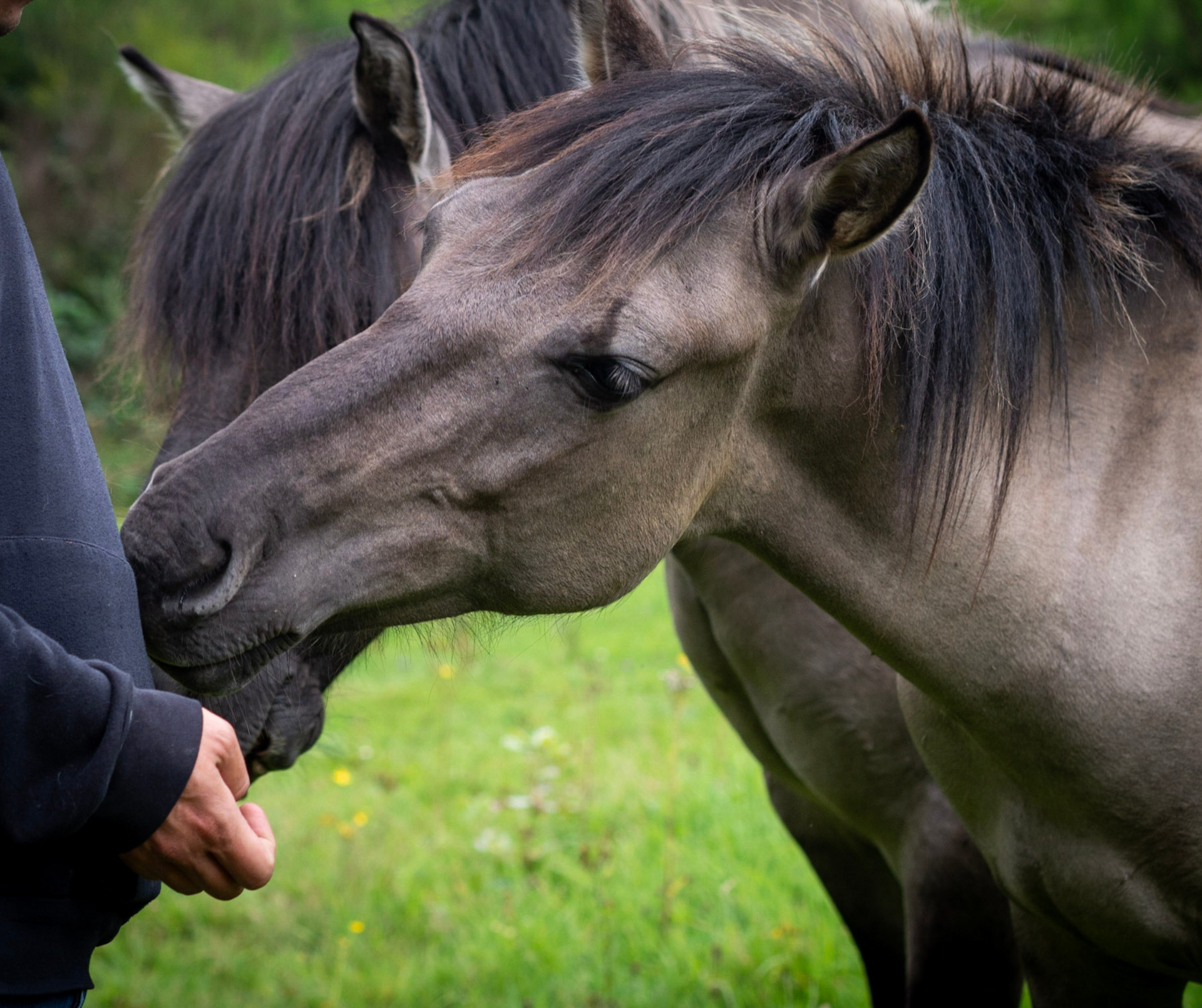 Close-up van paardenneus in contact met een persoon, illustreert sensitieve, non-verbale spiegeling en contact bij traumaverwerking.