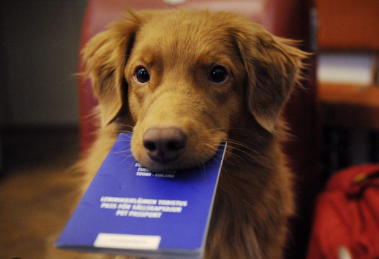 Išduodami gyvūnų augintinių europiniai pasai